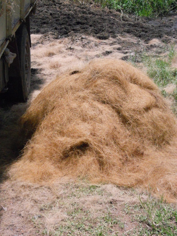 Coco Coir — organic soil amendment for home gardens