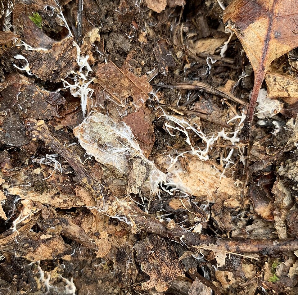 Mycorrhizal Inoculant — organic soil amendment for home gardens